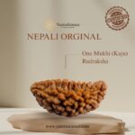 1 Mukhi Rudraksha