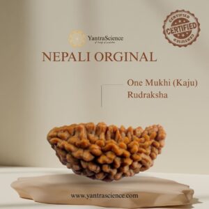 1 Mukhi Rudraksha