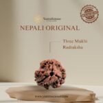 3 Mukhi Rudraksha