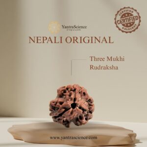 3 Mukhi Rudraksha