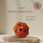 4 Mukhi Rudraksha