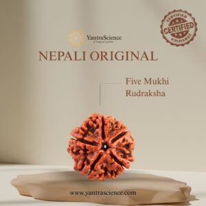 5 Mukhi Rudraksha