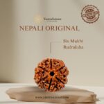 6 Mukhi Rudraksha