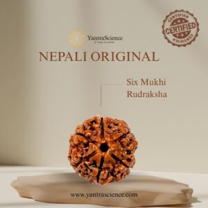 6 Mukhi Rudraksha