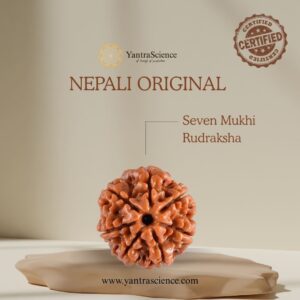 7 Mukhi Rudraksha