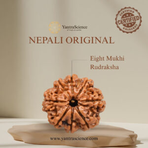 8 Mukhi Rudraksha