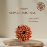 9 Mukhi Rudraksha