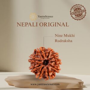 9 Mukhi Rudraksha