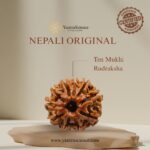 10 Mukhi Rudraksha