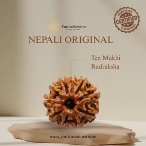 10 Mukhi Rudraksha