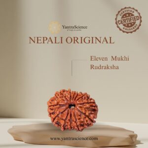 11 Mukhi Rudraksha