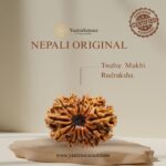 12 Mukhi Rudraksha