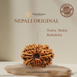 12 Mukhi Rudraksha