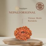13 Mukhi Rudraksha