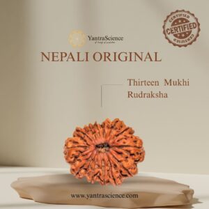 13 Mukhi Rudraksha