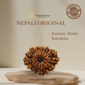 14 Mukhi Rudraksha