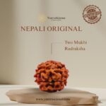 2 Mukhi Rudraksha