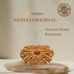 19 Mukhi Rudraksha