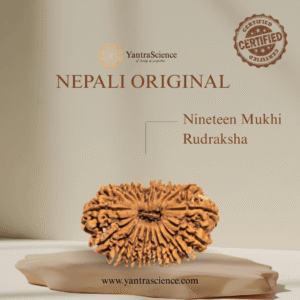 19 Mukhi Rudraksha