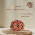 20 Mukhi Rudraksha