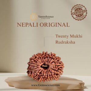 20 Mukhi Rudraksha