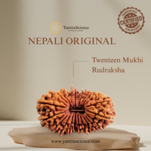 21 Mukhi Rudraksha