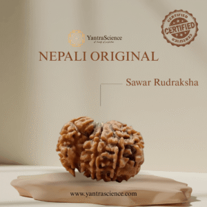 Sawar Rudraksha