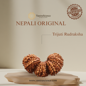 Trijuti Rudraksha
