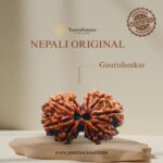 Gaurishankar Rudraksha