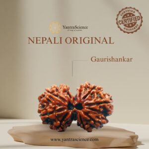 Gaurishankar Rudraksha
