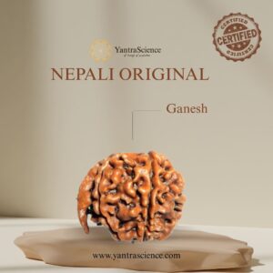 Ganesh Rudraksha