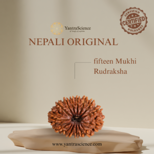 15 Mukhi Rudraksha