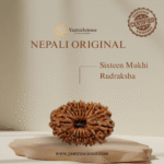 16 Mukhi Rudraksha
