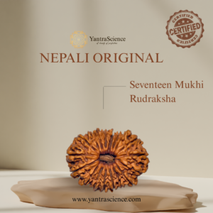 17 Mukhi Rudraksha